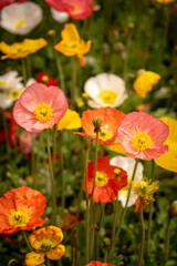 yellow and pink close up poppies in the green field portrait