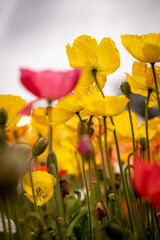yellow close up poppies in the cloudy sky portrait