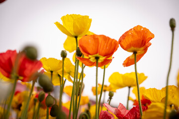yellow and orange close up poppies in the cloudy sky landscape