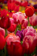 focus on middle red and pink tulip close up portrait no sky 
