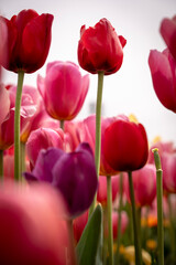 focus on middle red and pink tulip close up portrait