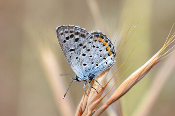 Macro close-up of a Himalayan Blue Butterfly (Polyommatus stoliczkana) with iridescent blue wings and a dark border, perched on a blade of dry grass in a sunny, high-altitude meadow.