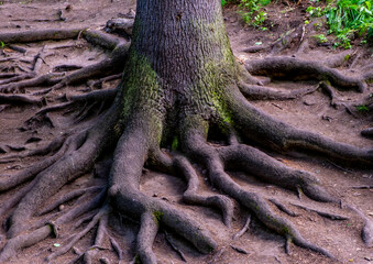 Large tree roots on the ground in the forest in summer.