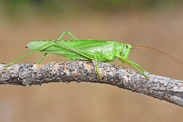 A large, bright green katydid or bush cricket (Tettigoniidae) resting on a dry, rough branch in a side view. Its long antennae and powerful legs are clearly visible in this macro photo.