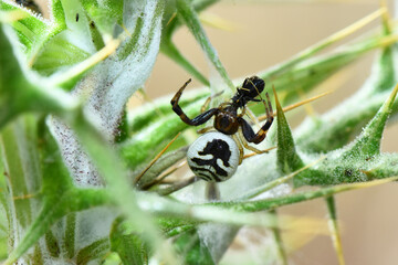 spectacular macro shot of a jumping spider (likely Pancorius magnus or similar species) with a white and black patterned abdomen, holding captured prey while resting on a spiky green thistle plant.