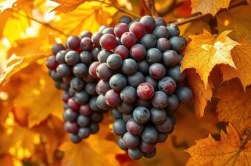 A frontal view of ripe grape clusters surrounded by autumn leaves in warm sunlight, showing texture contrast between fruit and foliage. Generative AI