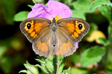 stunning macro view of endemic Cyprus Meadow Brown butterfly (Maniola cypricola) with its wings spread, showcasing its orange, brown colors and distinct eyespots, perched on a pink-purple wild flower.