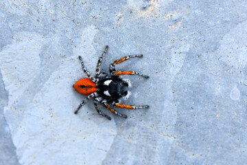 Overhead macro shot of a striking jumping spider,likely male Philaeus species with red-orange cephalothorax, black abdomen, contrasting white and orange-ringed legs, resting on a textured gray surface