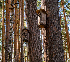 Birdhouses for birds on pine trees in the forest in summer.