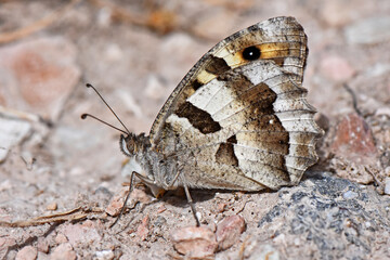 Macro shot of a Cyprus Grayling butterfly (Hipparchia cypriensis) resting on a gravelly, rocky ground. The intricate patterns of the mottled wings provide excellent camouflage.