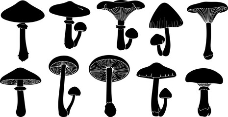 Diverse Black Silhouettes of Various Mushroom Species with Detailed Caps and Stems.