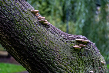 A tree trunk with growths in the forest in summer.