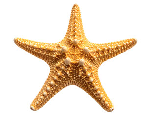 A close-up of a starfish with five symmetrical arms, on a black background