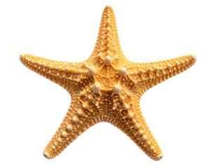 A close-up of a starfish with five symmetrical arms, on a black background