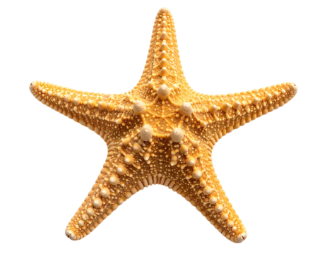 A close-up of a starfish with five symmetrical arms, on a black background