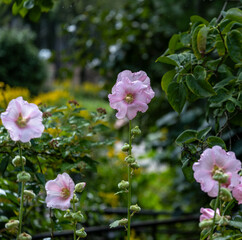 Hibiscus mutabilis in the garden in summer close-up