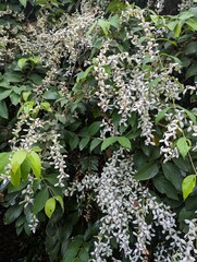 White flowers of Wooly Congea (Congea tomentosa)