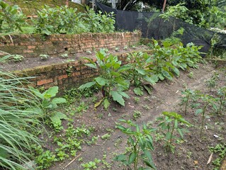 Urban gardening on slopes using terracing 