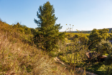 Lofty evergreen stands tall against a clear blue sky, overlooking a vibrant, sprawling landscape. Dry weeds rustle in the foreground, hinting at autumn's touch