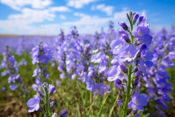 Fototapeta premium Purple toadflax flowers blooming in a field, creating a vibrant display of color against the backdrop of a clear blue sky