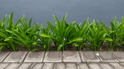 Green Plants Foliage Lined Along Pavement with Gray Wall Background