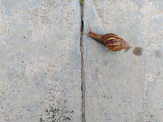 Snail Crawling on Cracked Concrete Surface