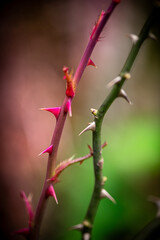 Close-up of Pink and Green Thorny Stems