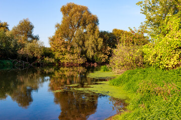 Fototapeta premium Peaceful river scene with lush green and golden trees lining the banks, their reflections dancing on the water surface alongside floating duckweed