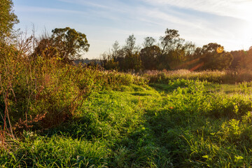Vibrant green meadow bathed in golden hour sunlight. Wild grasses and shrubs thrive in this serene, untouched rural landscape