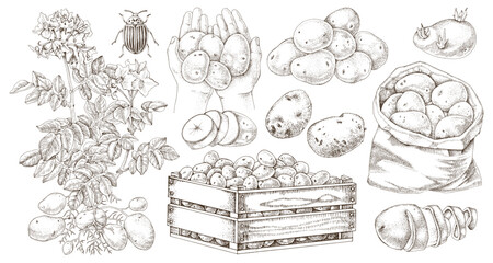 Potato hand drawn vector collection