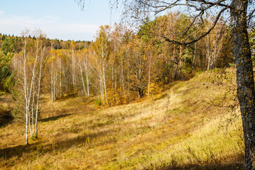 Obraz premium Vibrant birches dominate a sun-drenched, golden meadow, nestled against a rich autumnal forest. A serene, picturesque fall scene