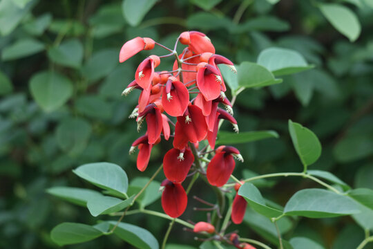 風に揺れるアメリカデイゴ