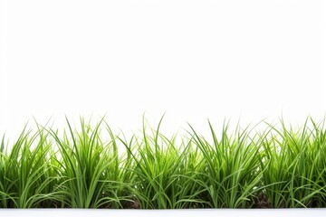 Obraz premium Vibrant green grass growing against a clean white backdrop, offering ample copy space for text or design elements