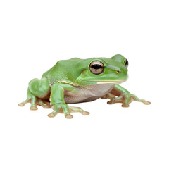 Obraz premium Emerald amphibian gazes intently forward