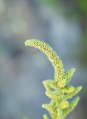 Spiny amaranth or spiny pigweed,a herb,vegetable and broad leaf weed in agriculture filed