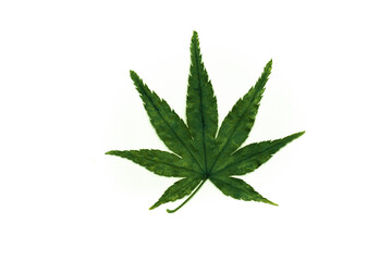 Cannabis leaves isolated on a spruce background. Leaves of narcotic plants for making marijuana. Hemp. marijuana