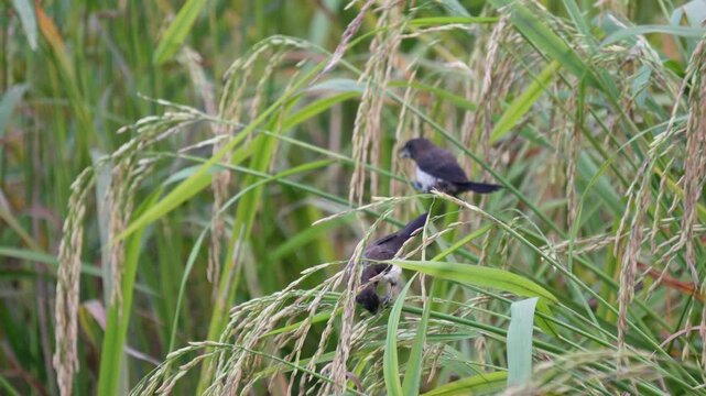 Bronze Mannikin also known as a Bronze Munia birds in a field of paddy or rice grain crop.