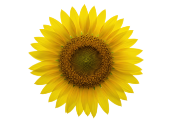 Isolated sunflower bloom close-up reveals intricate pattern, bright, vibrant yellow petals on blossom