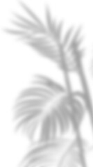 Obraz premium Movement realistic shadow leaves sunshade isolated on transparent backgrounds rendering png leaf shadow overlay effect. background with tropical leaves shadows.Shadow effects PNG