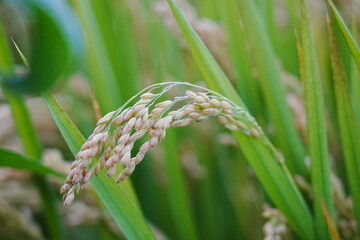 Mature rice in the field
