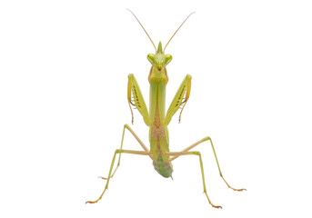 Isolated Light Green Praying Mantis Seen From Below Standing Tall Without Background