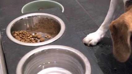 Close-up of a Beagle dog quickly eating dry food from a metal bowl on the kitchen floor.