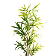 Obraz premium Slender green plant with long, thin leaves and segmented brown stalks, isolated on black