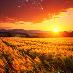 Sunset lights up wheat field landscape