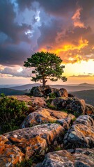 Tree atop rocky peak at sunset