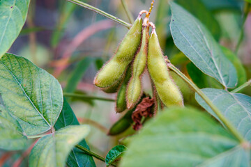 Green beans grow in the wild