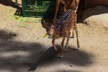 Adorable Spotted Deer Fawn Holding a Yellow Leaf in Its Mouth