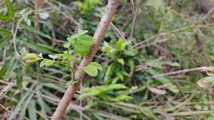 New life springs forth with vibrant green sprout on tree branch, symbolizing resilience, growth, and the beauty of nature's renewal