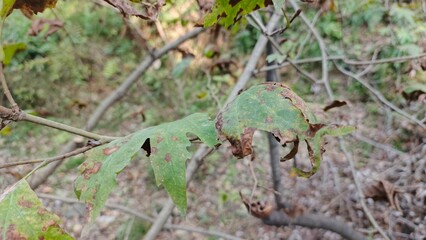 Wilted oak leaves clinging to branches in autumn sunlight, showing signs of decay and the changing seasons, a scene of natural beauty