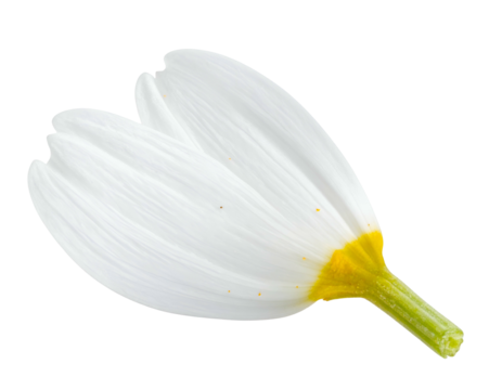 A single, isolated daisy petal, white and curved with a yellow base